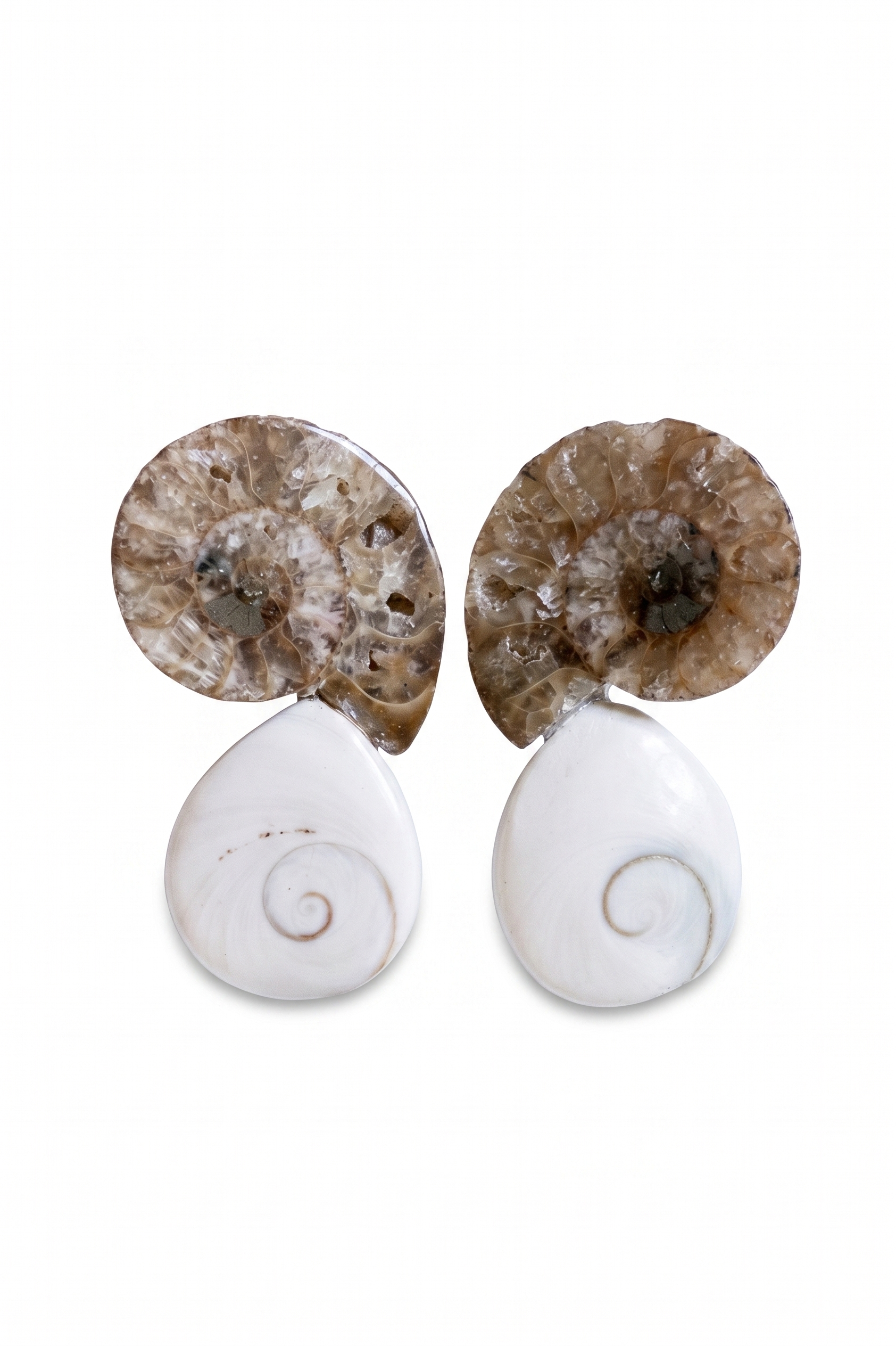 Ammonite Fossil Slice& Shiva Eye Shell - Unique Spiral Design — image 1