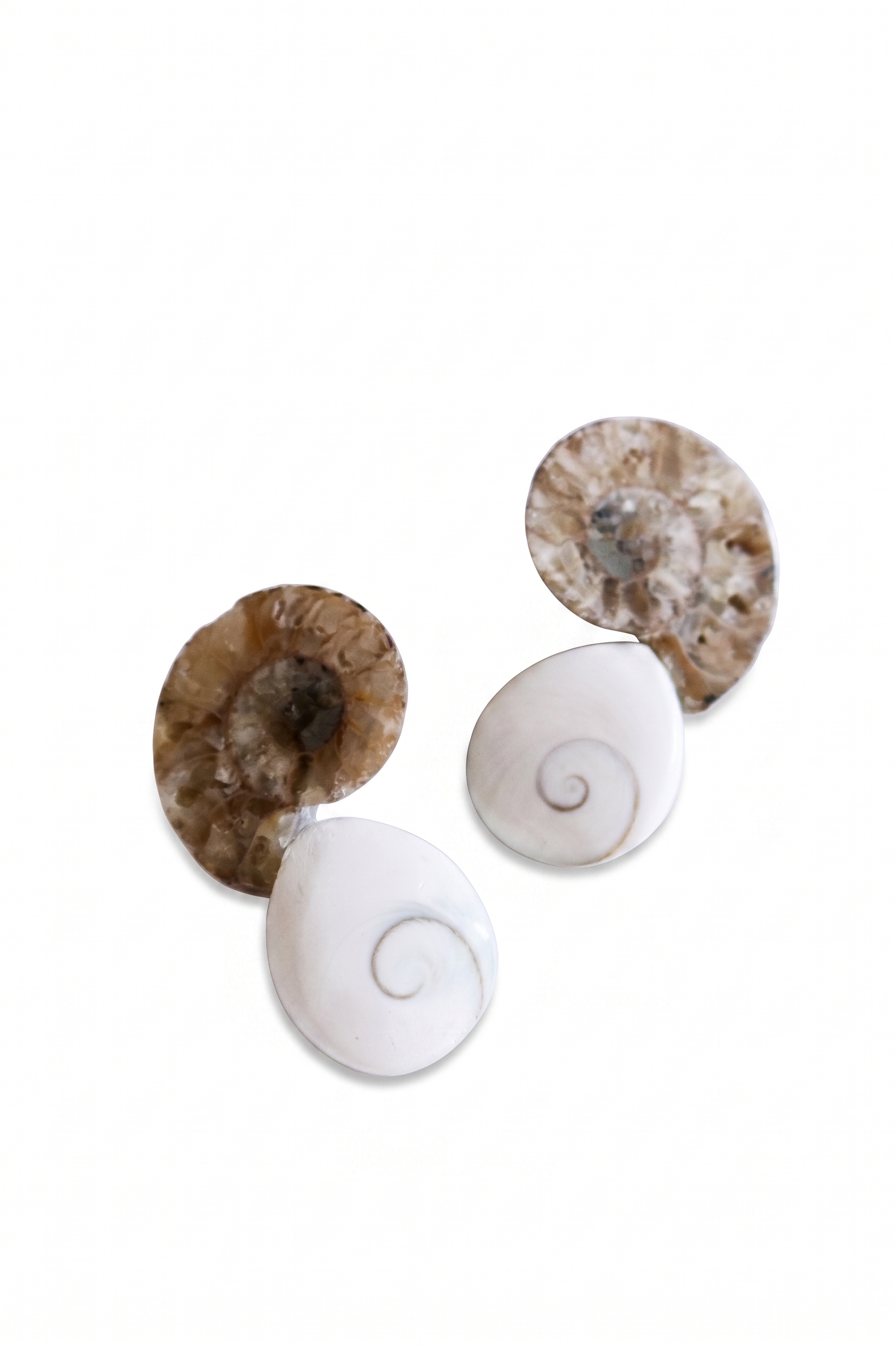 Ammonite Fossil Slice& Shiva Eye Shell - Unique Spiral Design — image 3